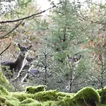 Slieve Bloom Mountain 'getaway' Relax In Nature * Mountrath