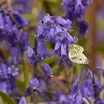 Slieve Bloom Mountain 'getaway' Relax In Nature Mountrath
