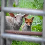 Slieve Bloom Mountain 'getaway' Relax In Nature