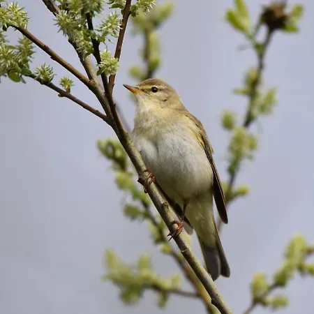Slieve Bloom Mountain 'getaway' Relax In Nature * Mountrath