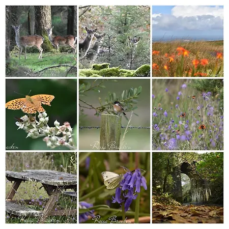 Slieve Bloom Mountain 'getaway' Relax In Nature *