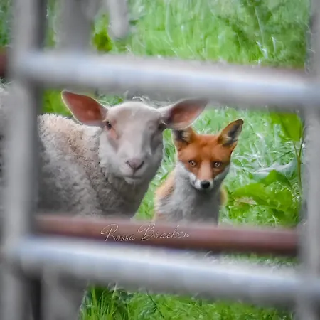 Slieve Bloom Mountain 'getaway' Relax In Nature