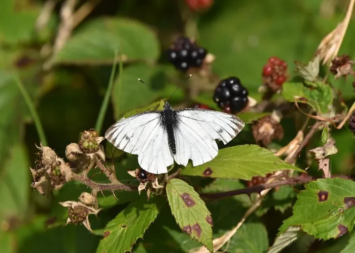 Holiday home Slieve Bloom Mountain 'getaway' Relax In Nature *