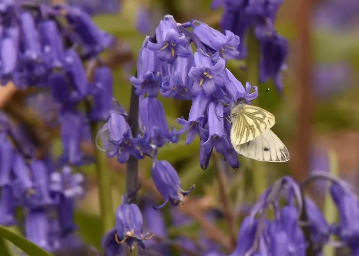 Slieve Bloom Mountain 'getaway' Relax In Nature Mountrath
