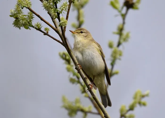 Slieve Bloom Mountain 'getaway' Relax In Nature * Mountrath
