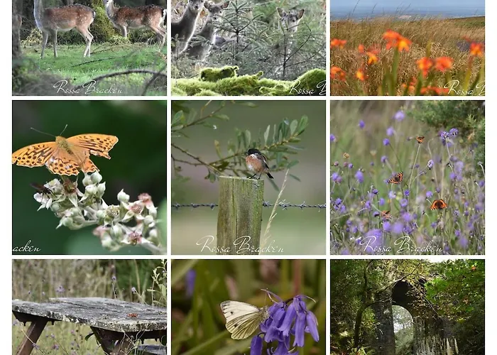 Slieve Bloom Mountain 'getaway' Relax In Nature *