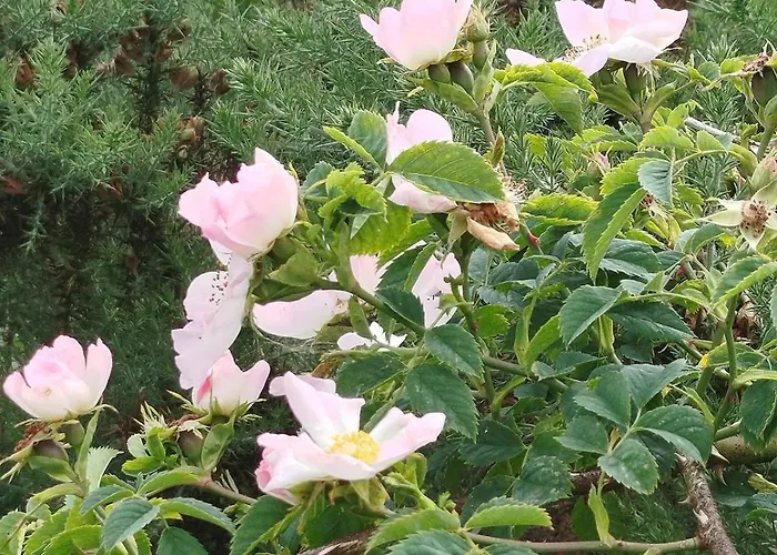 Slieve Bloom Mountain 'getaway' Relax In Nature *