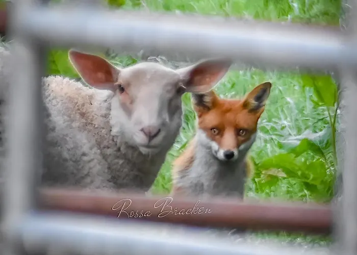 Slieve Bloom Mountain 'getaway' Relax In Nature